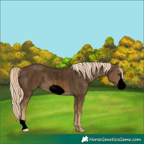 Horse Color:Void Chocolate Palomino Roan Frame 