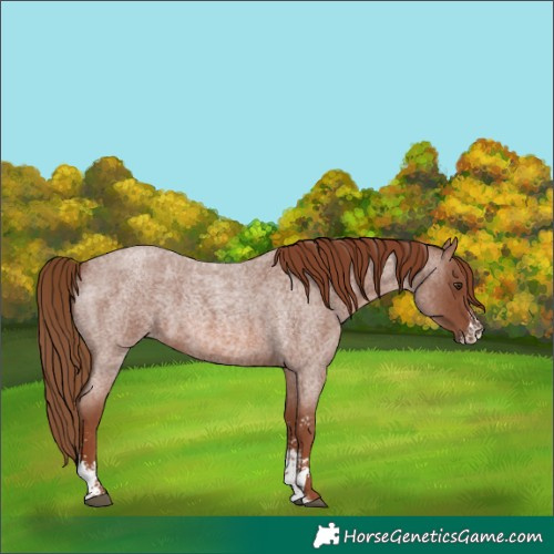 Horse Color:Red Roan Sabino 