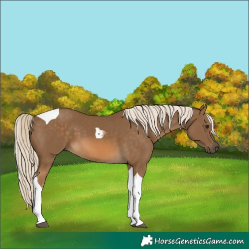 Horse Color:Chocolate Palomino Tobiano 