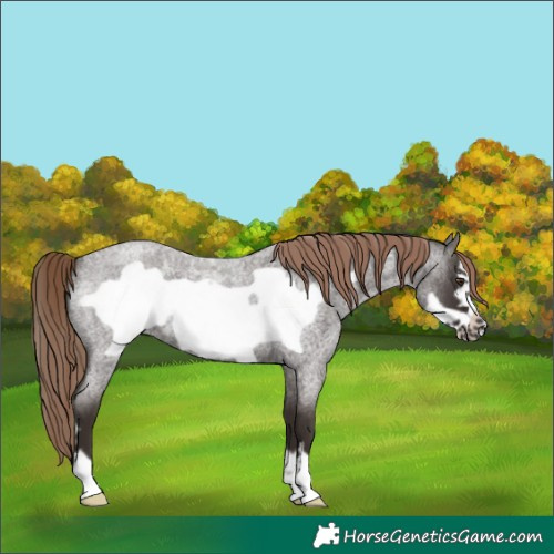 Horse Color:Liver Red Roan Frame 