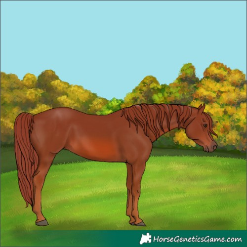 Horse Color:Chestnut 