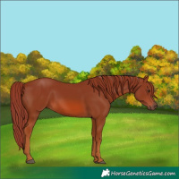Horse Color:Chestnut 