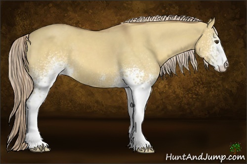 Horse Color:White Spotted Palomino Dun