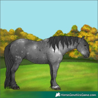 Horse Color:Black 