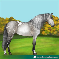 Horse Color:Gray White Spotted Buckskin Dun 