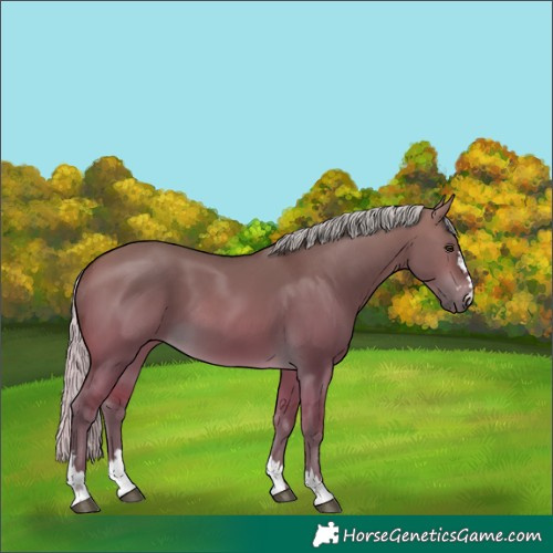 Horse Color:Silver Buckskin Dun 