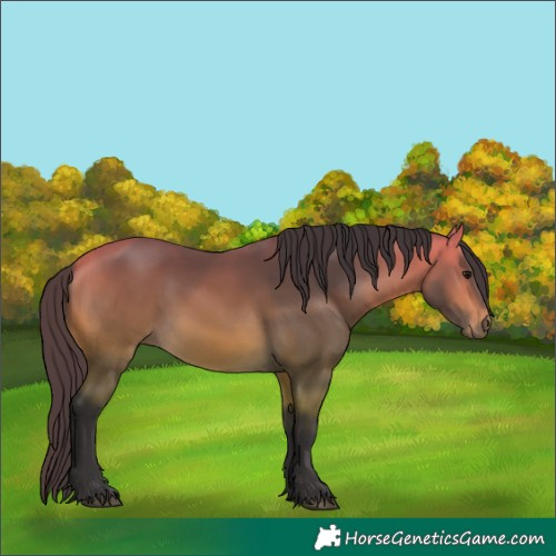 Horse Color:Buckskin 