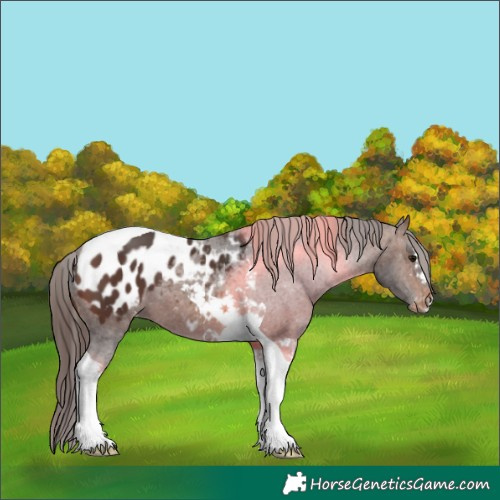 Horse Color:Brown Tobiano Appaloosa 