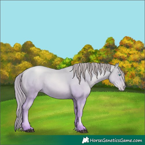 Horse Color:Buckskin Pearl 