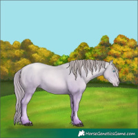 Horse Color:Buckskin Pearl 