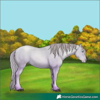 Horse Color:Buckskin Pearl 