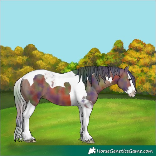 Horse Color:Nacre Brown Splash Tobiano 