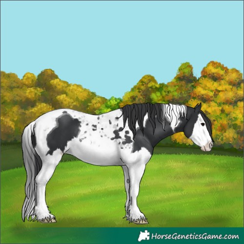 Horse Color:Black Splash Tobiano 