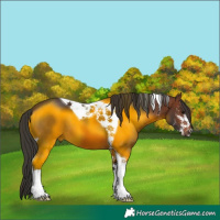 Horse Color:Brown Sabino Tobiano