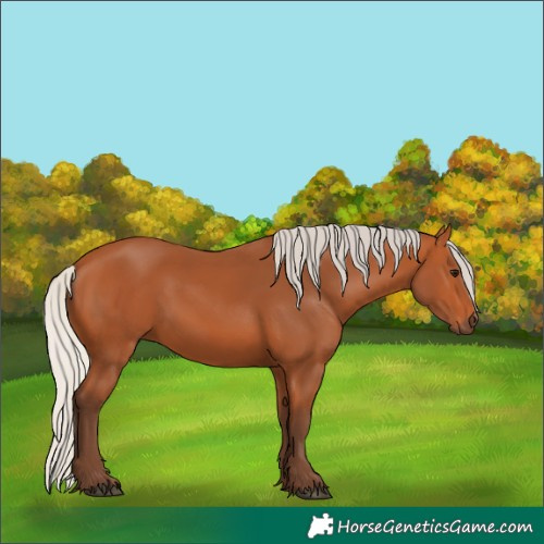 Horse Color:Silver Bay 