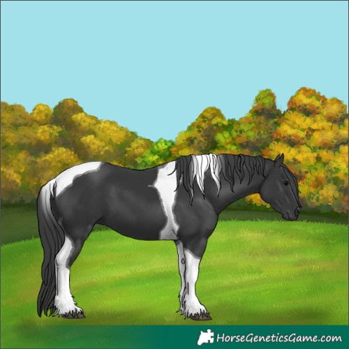 Horse Color:Black Tobiano 