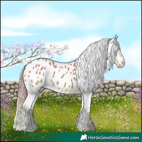Horse Color:Perlino Appaloosa 
