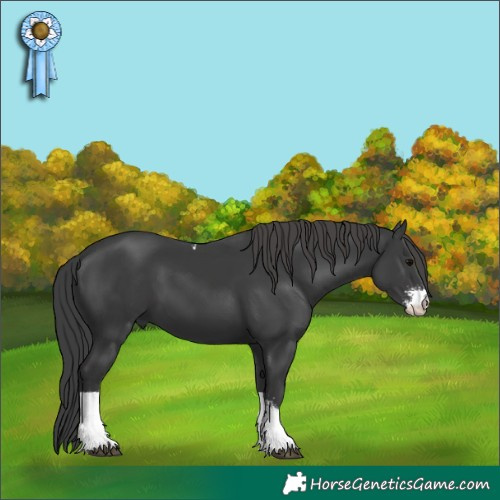 Horse Color:Black Sabino Tobiano 