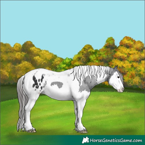 Horse Color:Black Splash Tobiano Appaloosa 