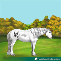 Horse Color:Black Splash Tobiano Appaloosa 