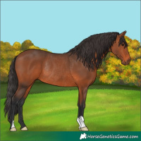 Horse Color:Bay Rabicano 