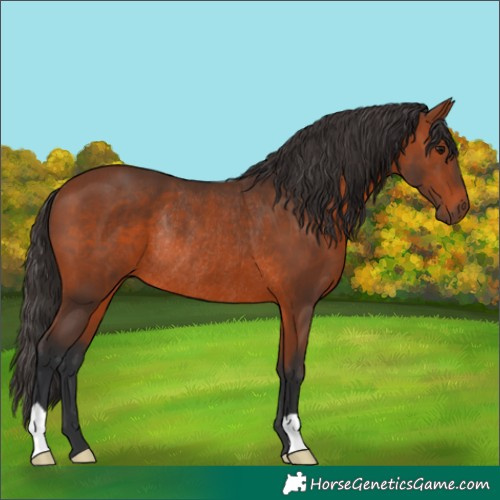 Horse Color:Bay Rabicano 