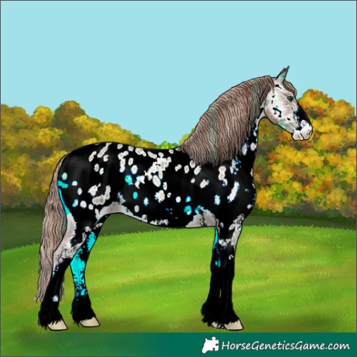 Horse Color:Plaid  Red Onyx Sabino Appaloosa Rabicano 