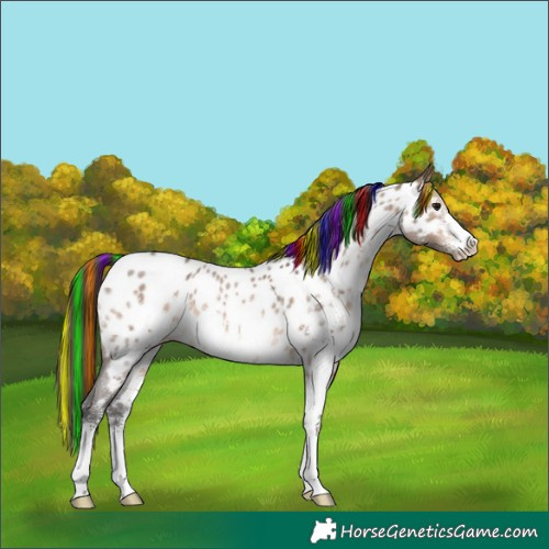 Horse Color:Painted Brown Dun Sabino Near Leopard