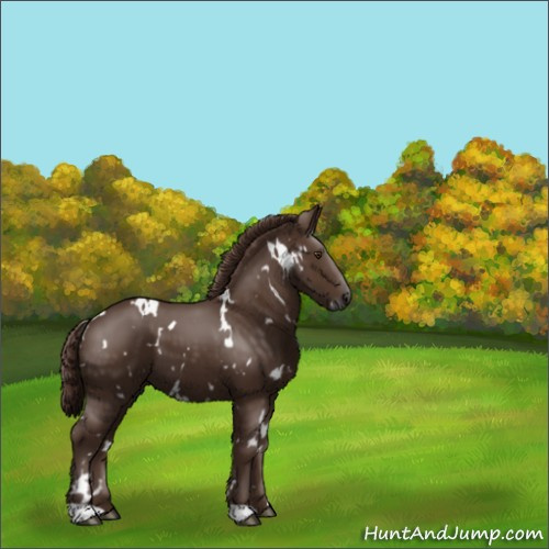 Horse Color:White Spotted Liver Chestnut 
