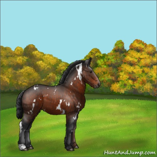 Horse Color:White Spotted Brown 
