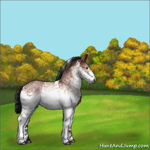 Horse Color:Gray White Spotted Bay 