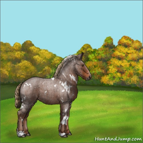 Horse Color:White Spotted Liver Red Roan
