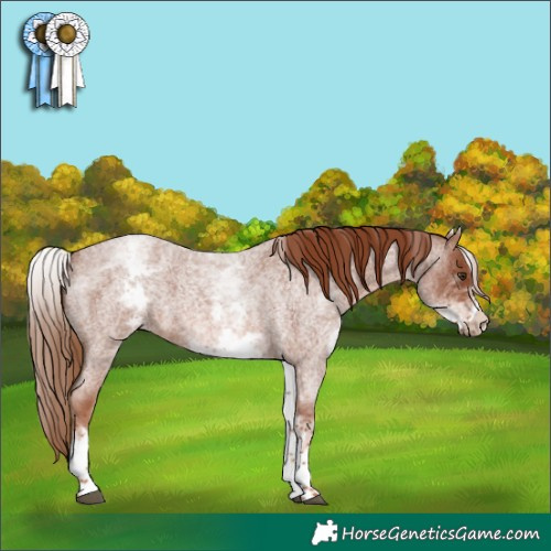 Horse Color:White Spotted Red Roan 