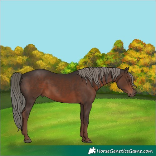 Horse Color:Liver Chestnut Mushroom 