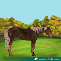 Horse Color:Void Red Roan 