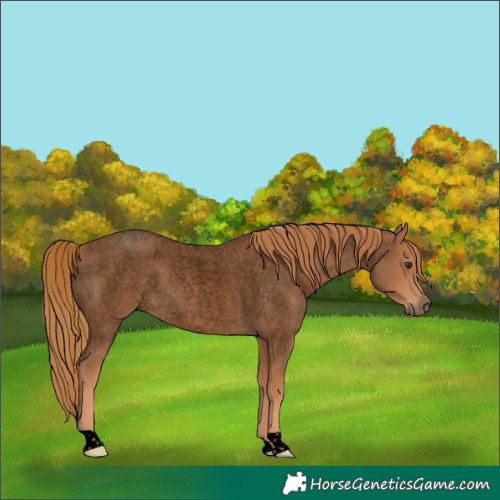 Horse Color:Void Red Roan 