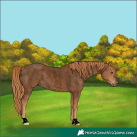 Horse Color:Void Red Roan 