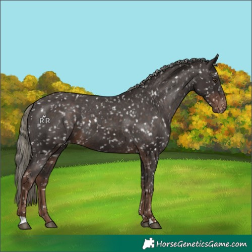 Horse Color:Liver Chestnut Mushroom Appaloosa 