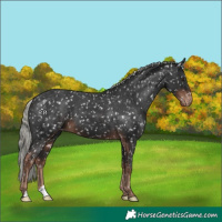 Horse Color:Liver Chestnut Mushroom Appaloosa 