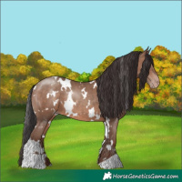 Horse Color:White Spotted Sable Champagne 