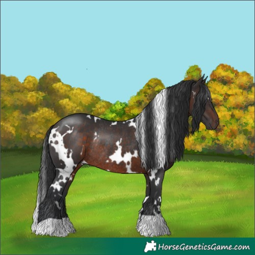 Horse Color:White Spotted Brown Rabicano 