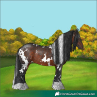 Horse Color:White Spotted Brown Rabicano 