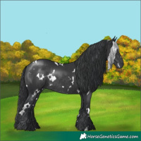 Horse Color:White Spotted Black Rabicano 