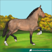 Horse Color:Bay Dun Brindle 