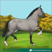 Horse Color:Grullo Roan 