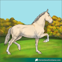Horse Color:Palomino Dun