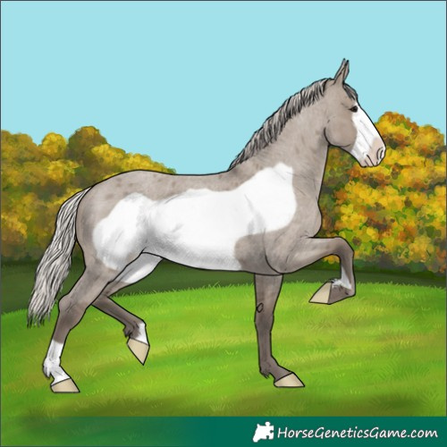 Horse Color:Silver Grullo Roan Frame