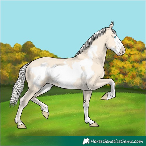 Horse Color:Cremello Frame