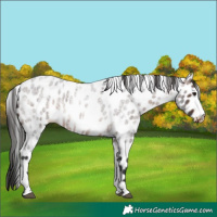 Horse Color:Brown Roan Tobiano Leopard 