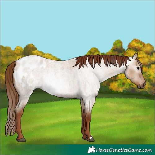 Horse Color:Gray Red Dun Roan Appaloosa
